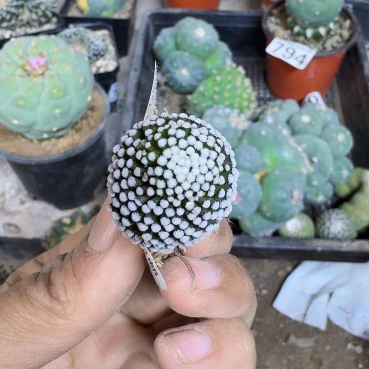 0733萝卜根松针牡丹