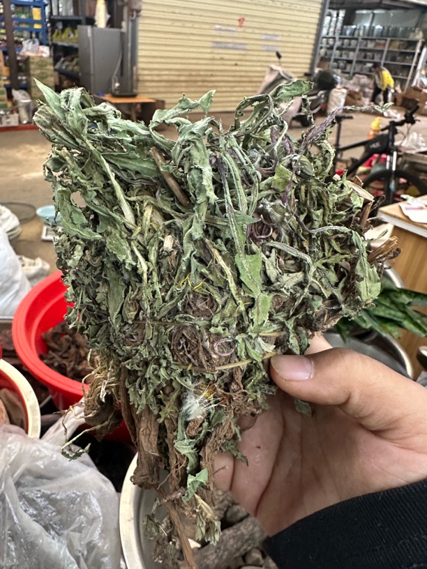 蒲公英   整株天然蒲公英茶