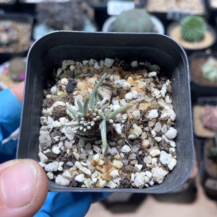 231韧锦块根植物