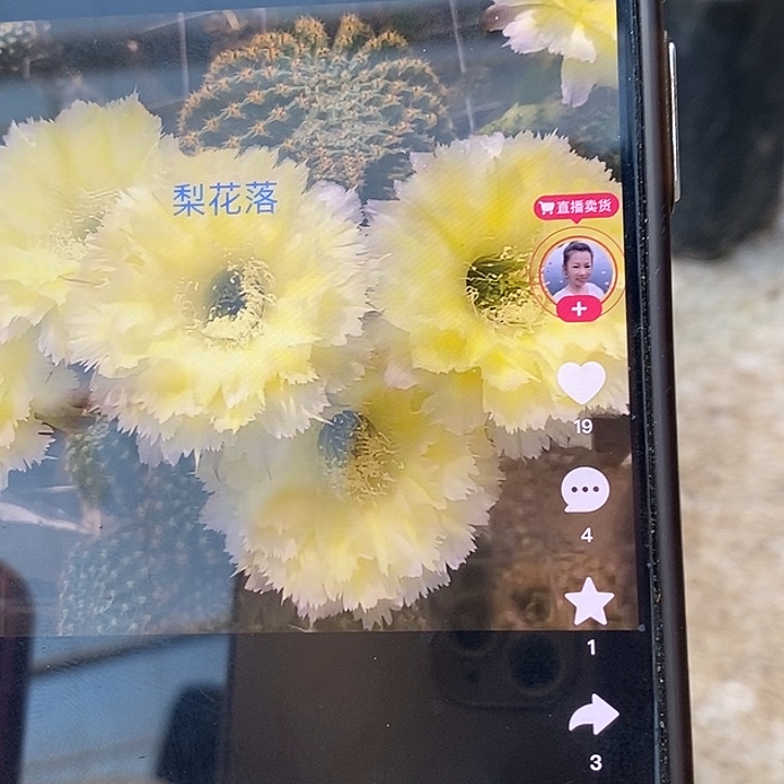 袖铺柱嫁接梨花落彩草