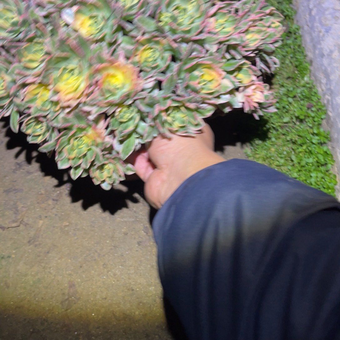 12-31-78甜茶法师锦