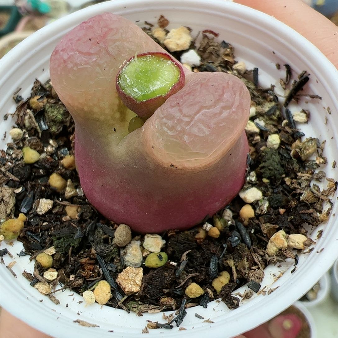 【闪购商品】129 福利