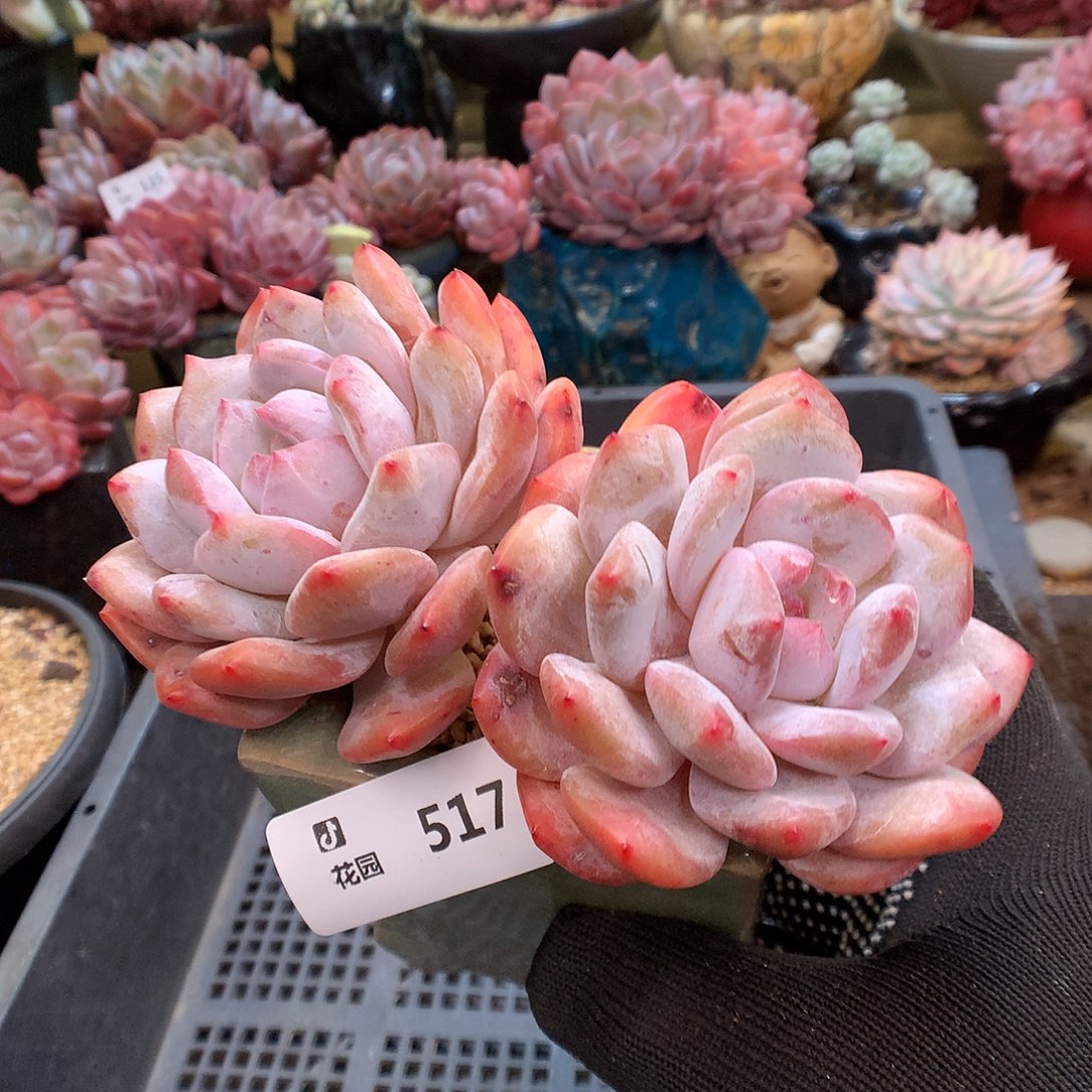 517雪天使多肉植物666