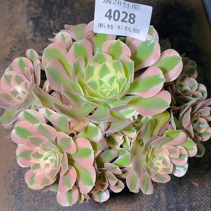 4028粉女巫多肉植物