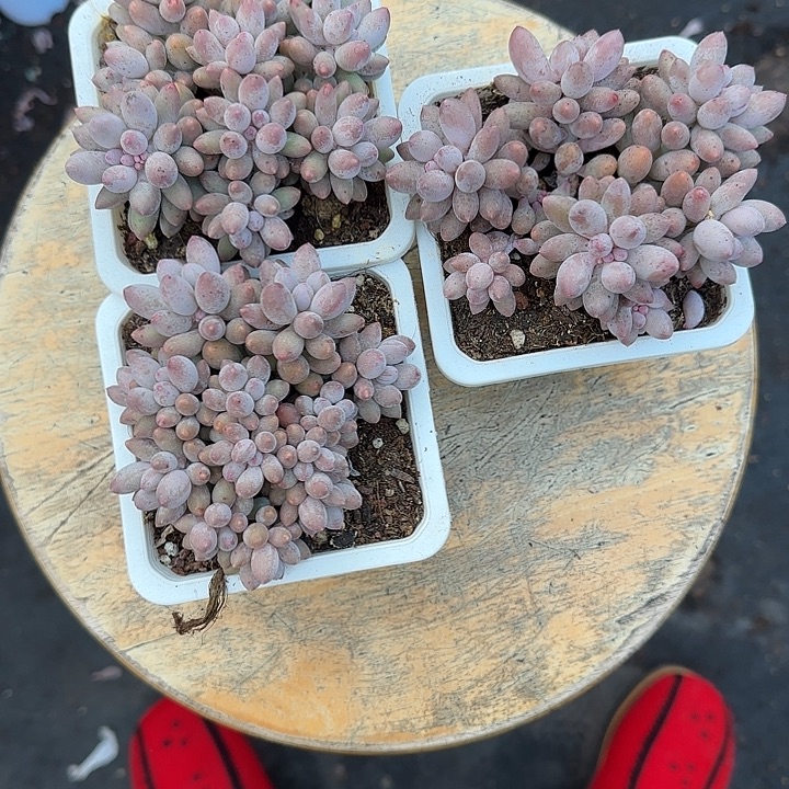 一***_青蛙王子儿童牙膏套装11