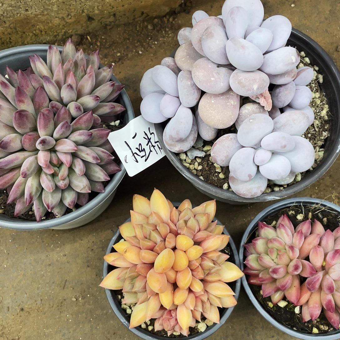 小***儿小豆粉姐多肉链接