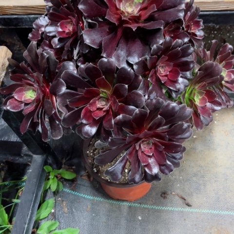 多肉植物欧若拉锦，