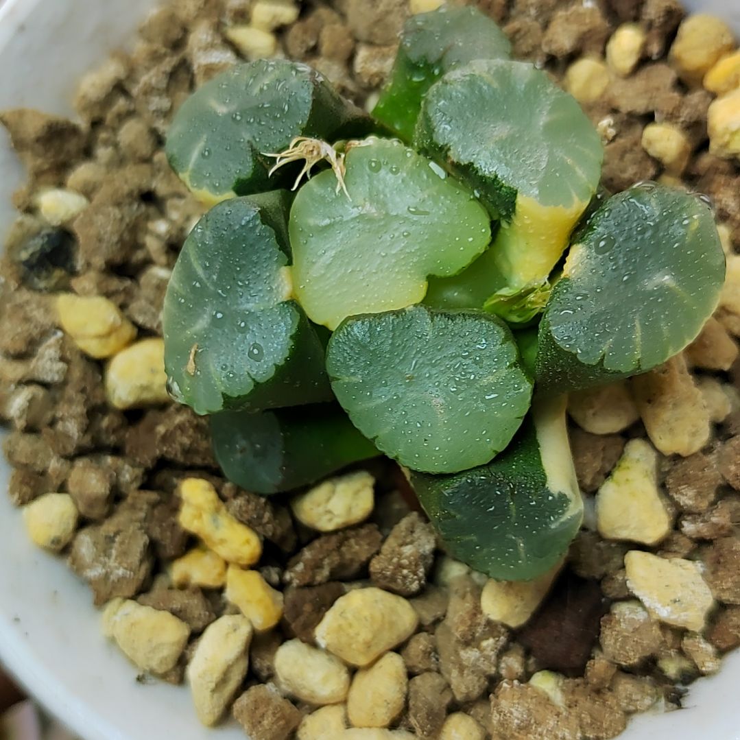 63号 天使锦 5厘米左右一物一拍带盆