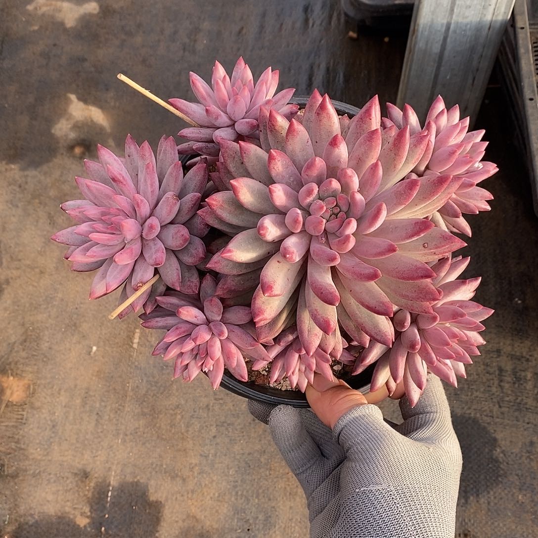 无坎捧花虞美人多肉