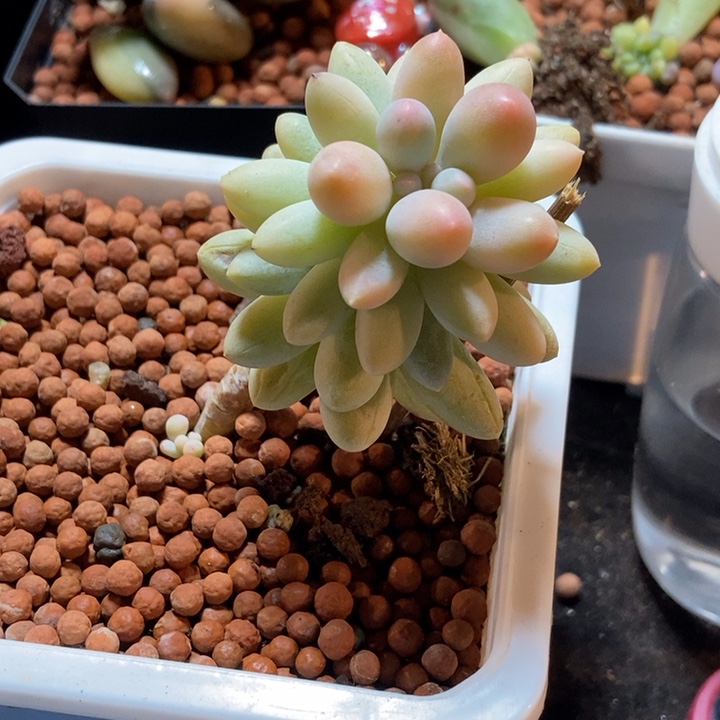 婴儿手指锦多肉植物