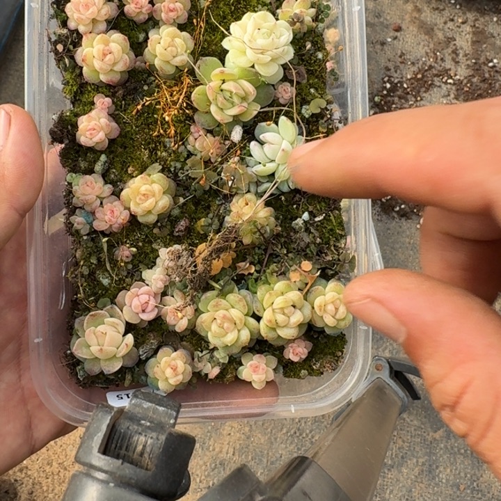 164珍妮饭盒混搭一组