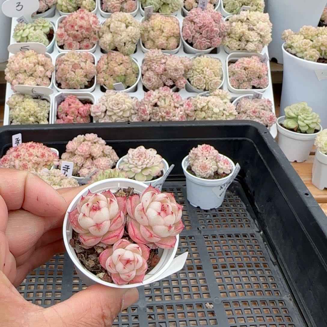 【闪购商品】0204-50边线包子小魔仙