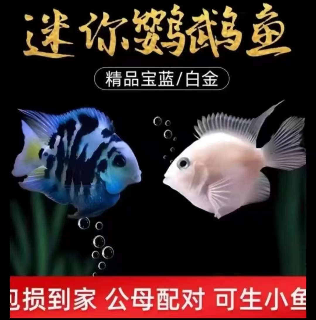 迷你鹦鹉鱼观赏鱼活体淡水热带鱼苗胭脂粉白金种鱼易繁殖