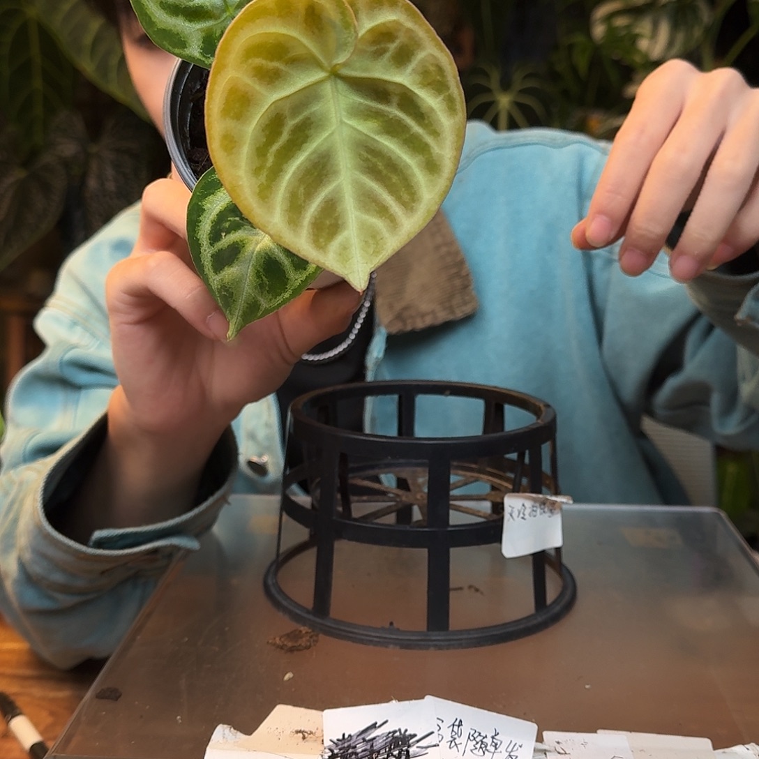 狗***抖不开花植物L60铜锣烧杂银色闪光