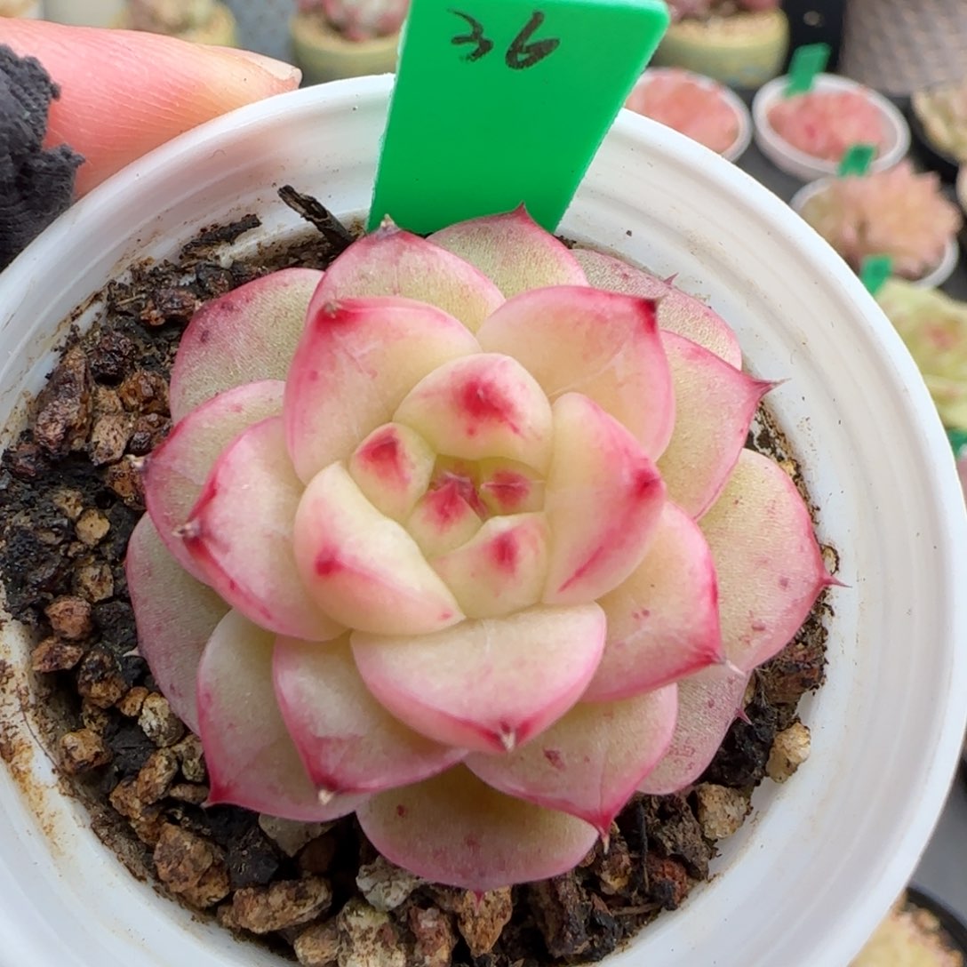 多肉36  糖心5厘米盆h