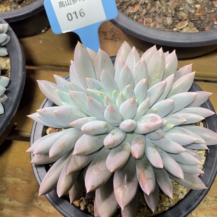 D016- 直播福利 哥特萝莉