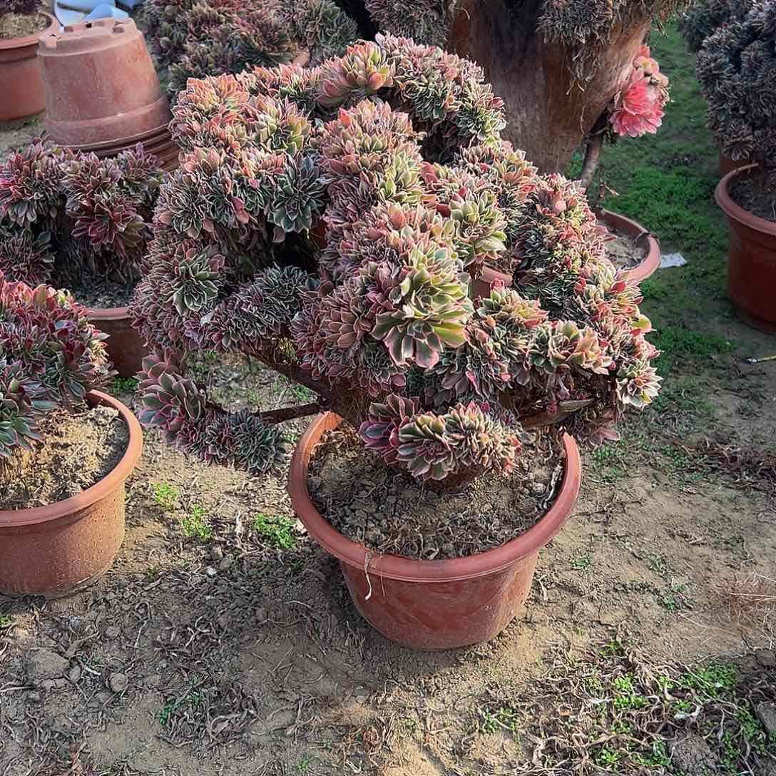 用****6女神缀化脱土发货