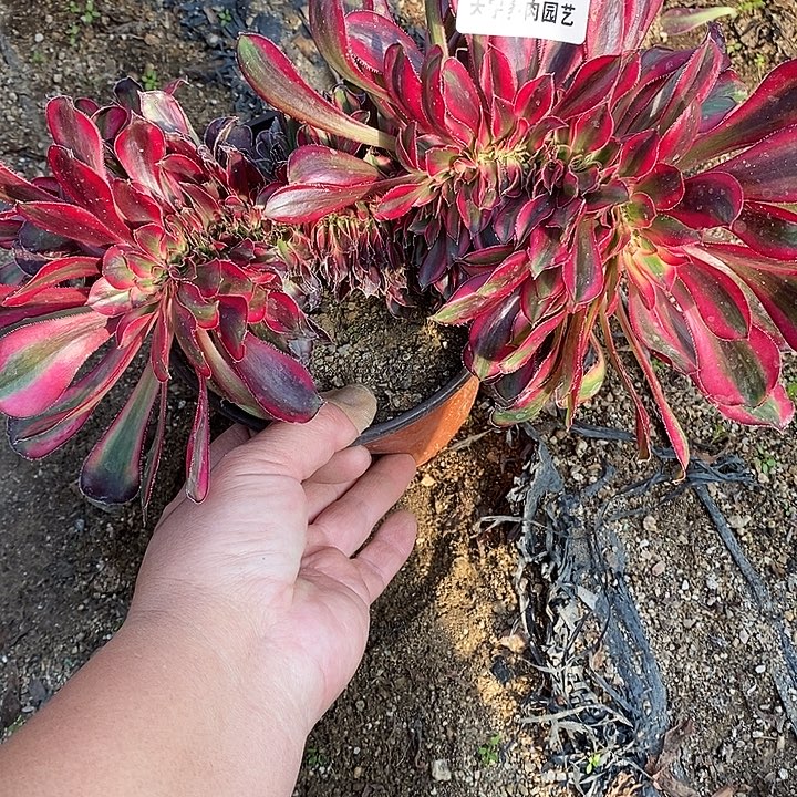 多肉植物香奈儿缀807多肉