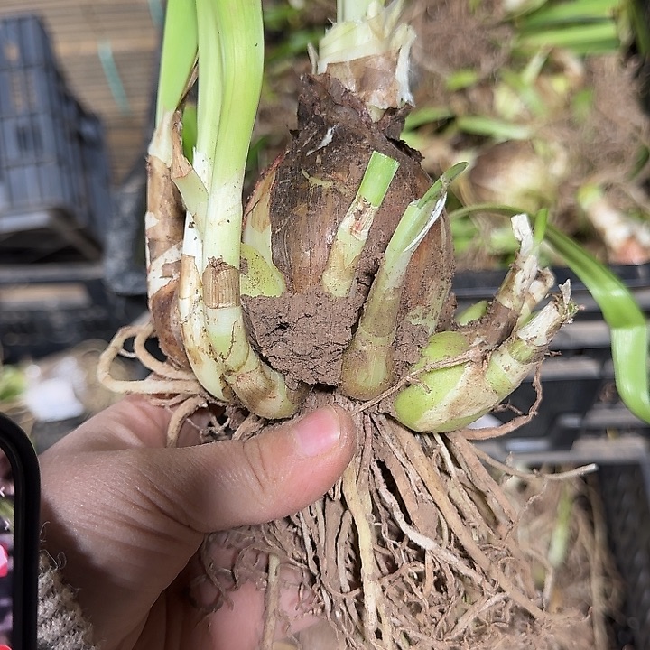 朱顶红异乡人6厘米坨子