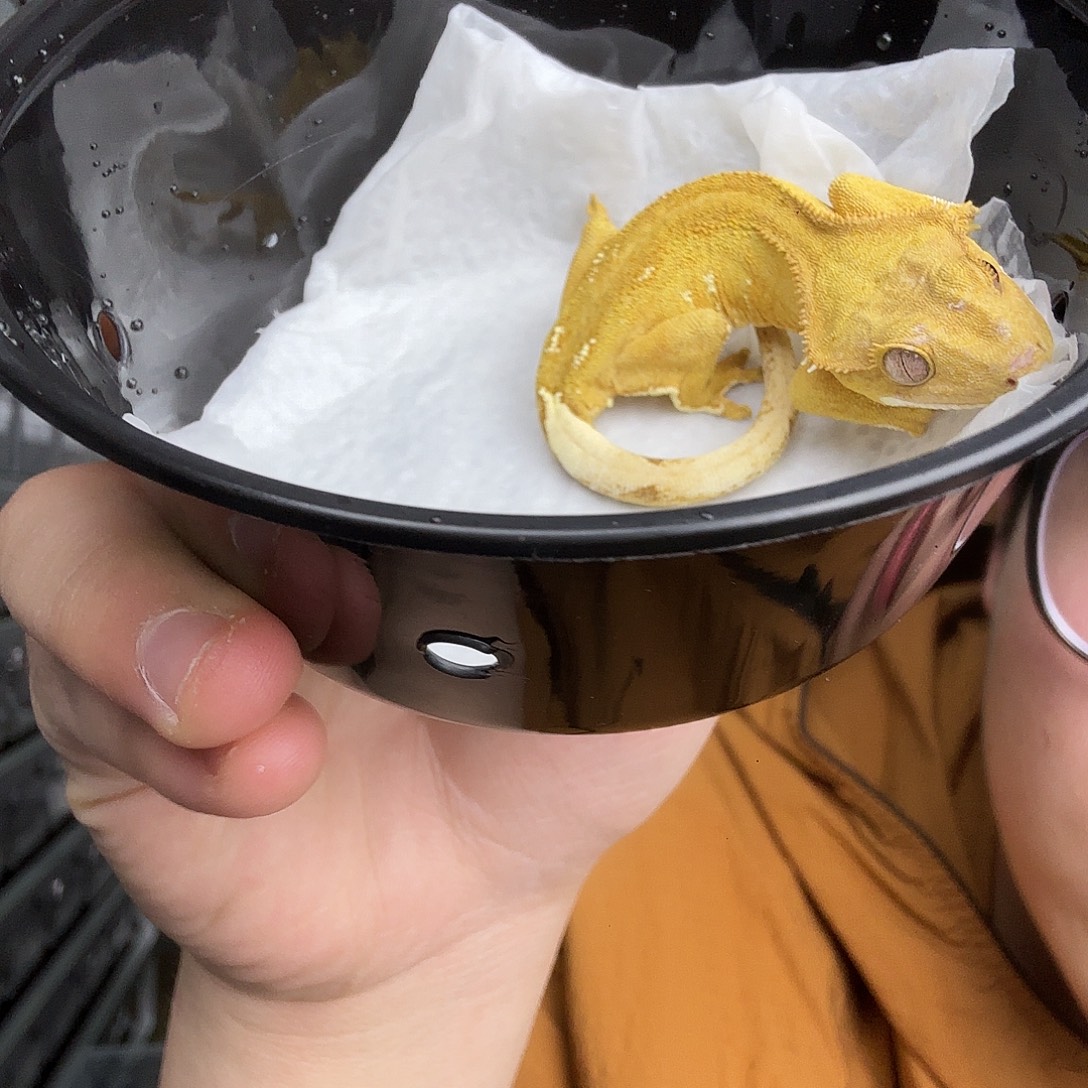 睫角守宫小金条，走路摇头介意勿拍