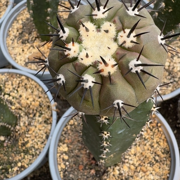 黑王苗接仙人球5公分