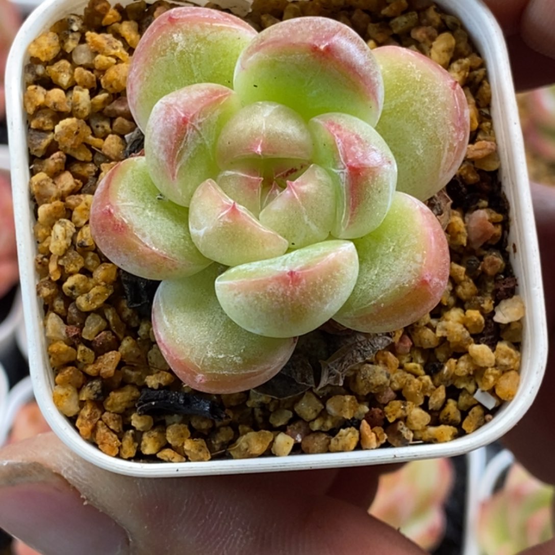 天官赐福百无禁忌