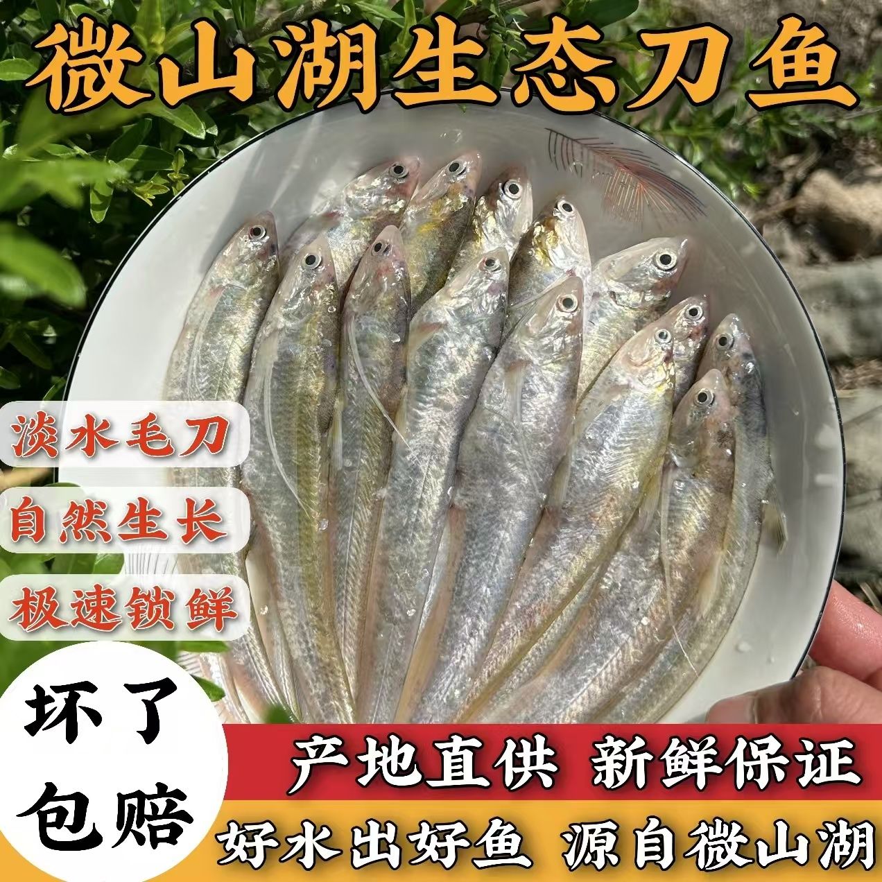 微山湖【毛刀鱼4斤】顺丰冷链包邮