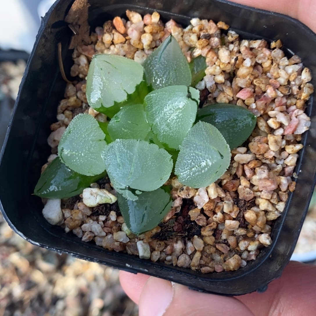 冰鸾玉一颗 开播福利