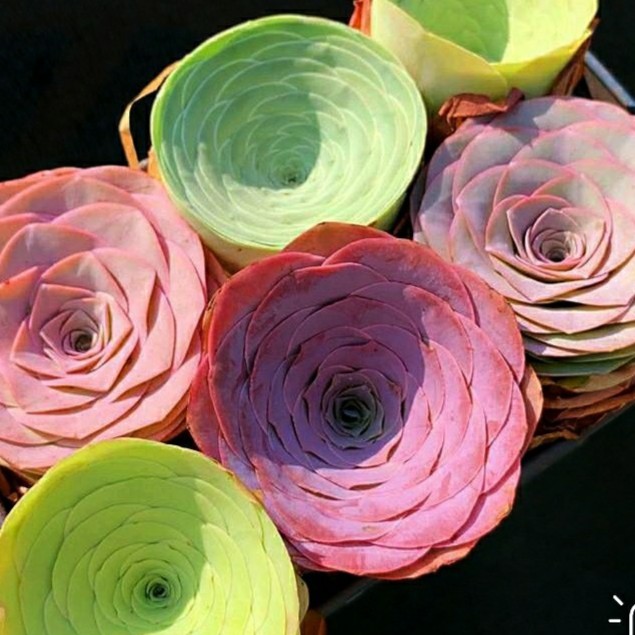  【大号山地玫瑰混搭款】酒杯玫瑰水蜜桃玫瑰混搭