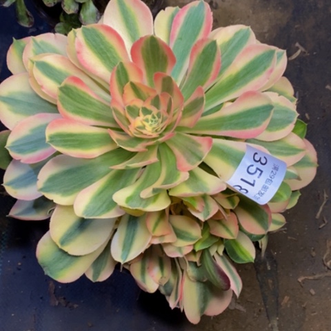 香妃多肉植物3518