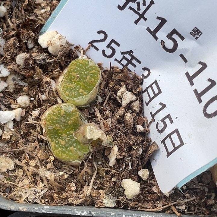 15-110泡泡勋章多肉植物