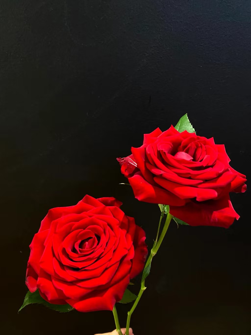 【买一送一】方德星荷红衣女郎玫瑰10支  无土栽培花期长  云南鲜花