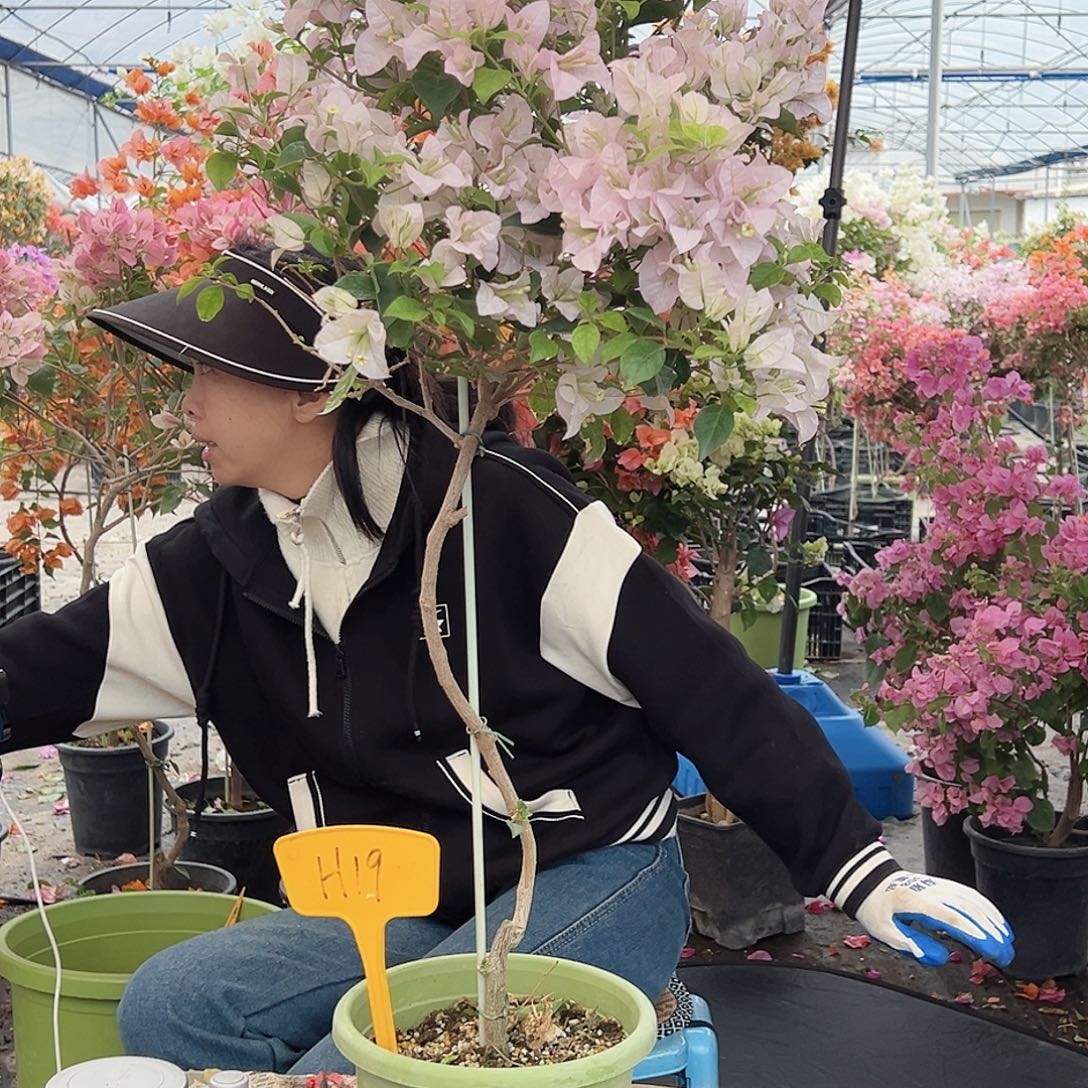 小***鱼大部分花苞少量开放H19苹果花