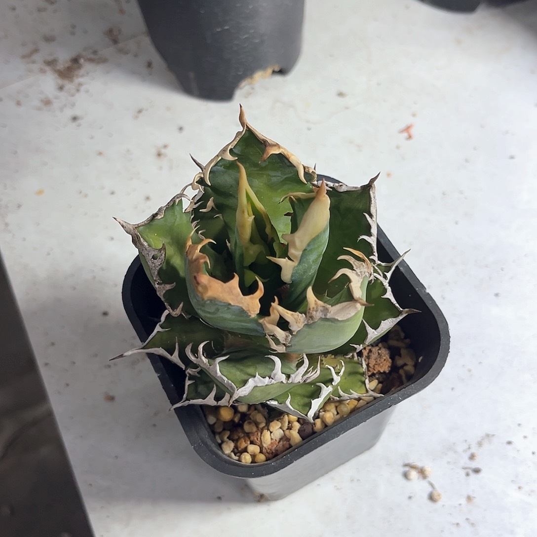 须**雪龙舌兰红猫25