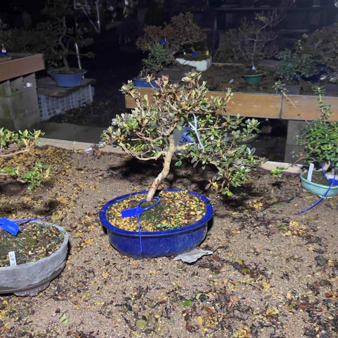 金*盛花卉苗木等1400