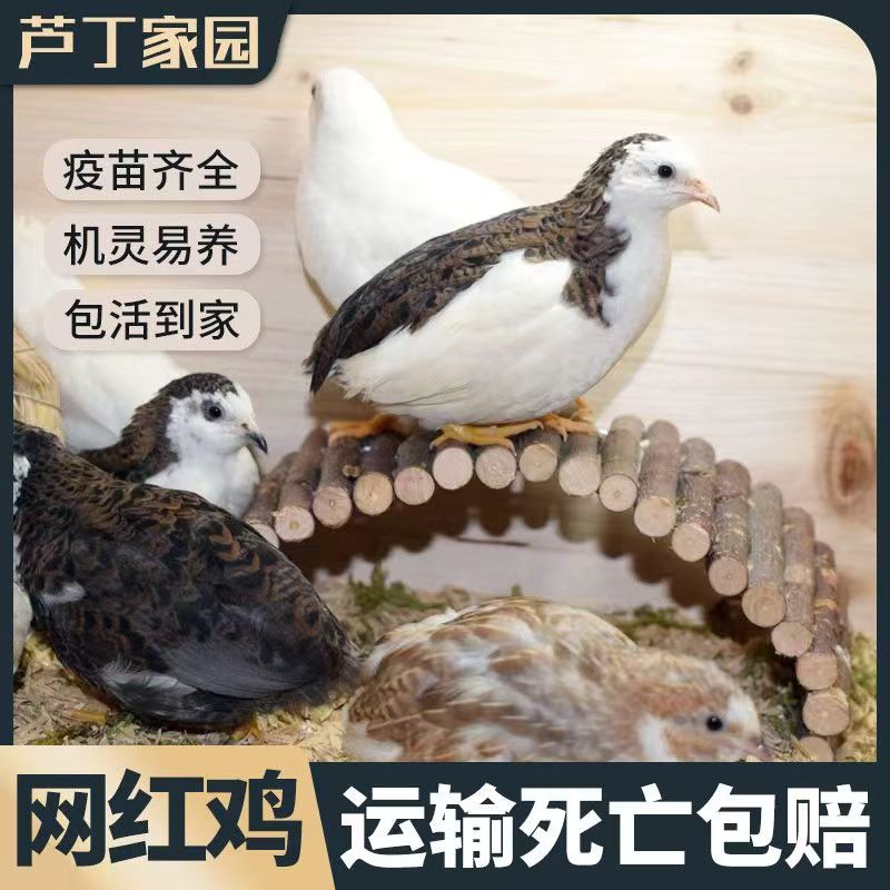 青年芦丁鸡活体宠物鸡全色系可产蛋适合阳台饲养