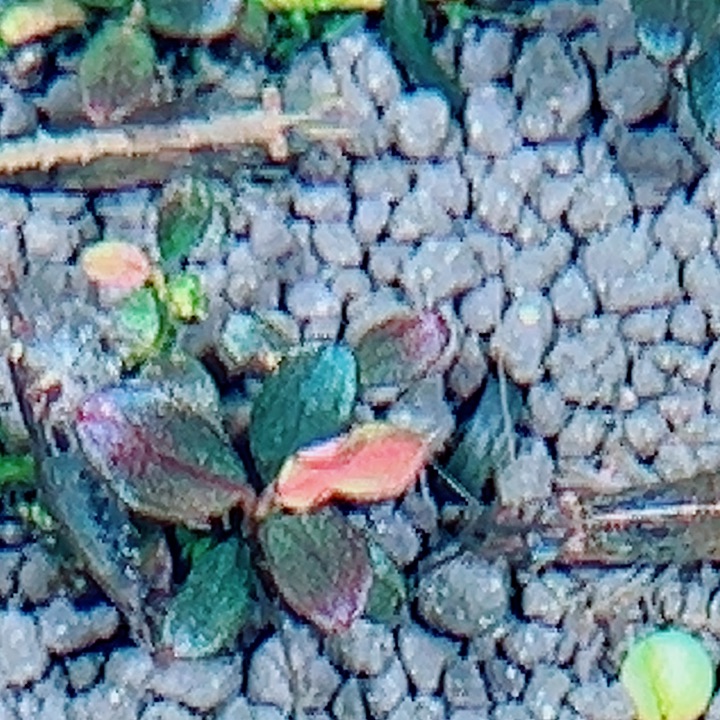 福利57号福利价植物一头