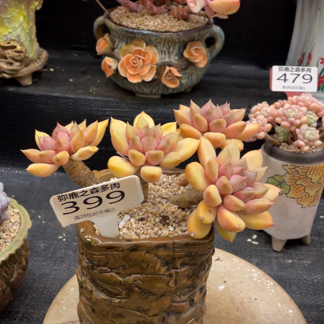 弥鹿之森一物一拍