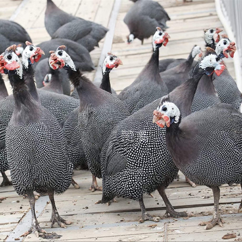 【大大大】正宗脱温鸡成年鸡人工散养观赏食用两相宜 京东包邮