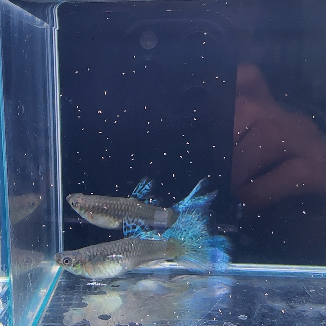 孔雀鱼兰草种鱼2对