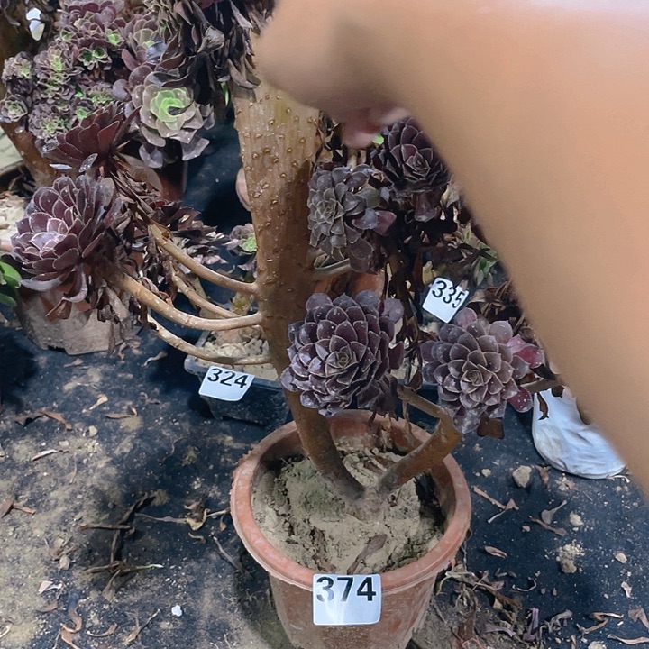 374黑铜壶缀化造型大气