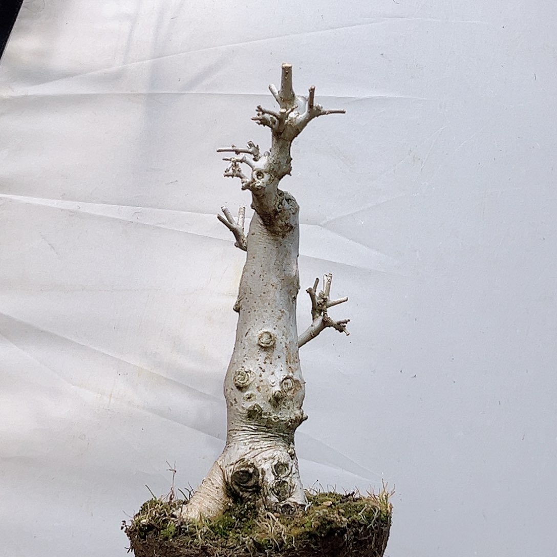 青**水高端盆栽白蜡