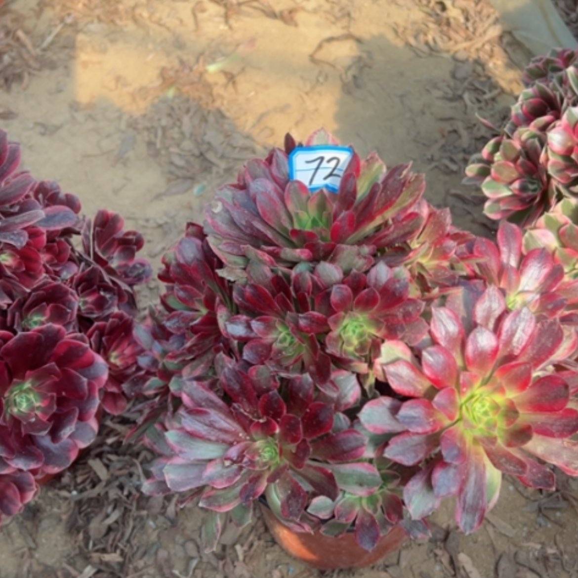 【闪购商品】安娜72