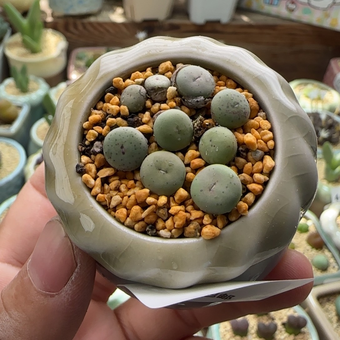 4940 一物一拍 带盆