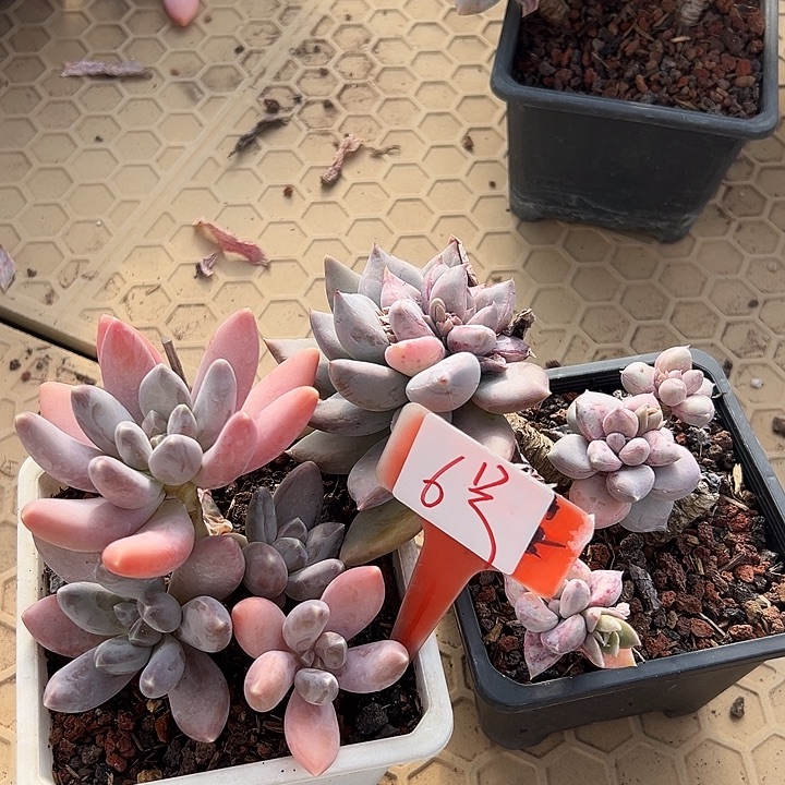 H****6美人2个脱土多肉