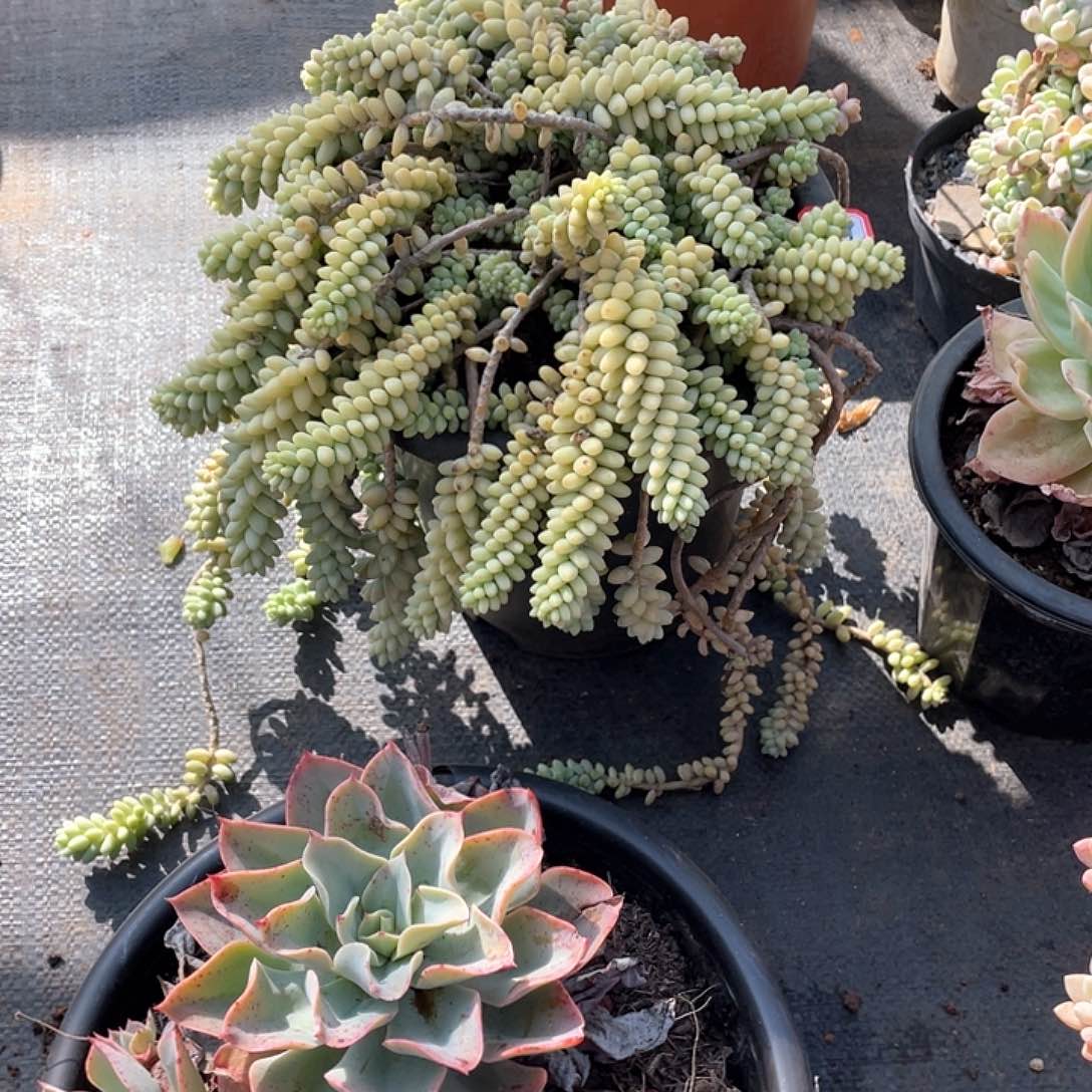 149玉坠 一物一拍多肉