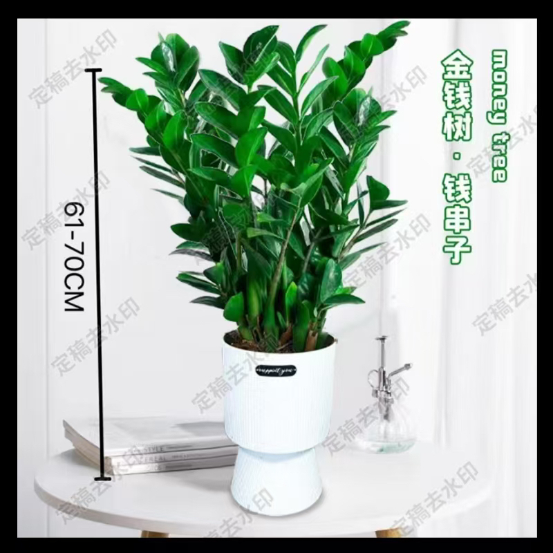 60-70公分金钱树盆栽室内客厅办公室净化空气四季常青绿植
