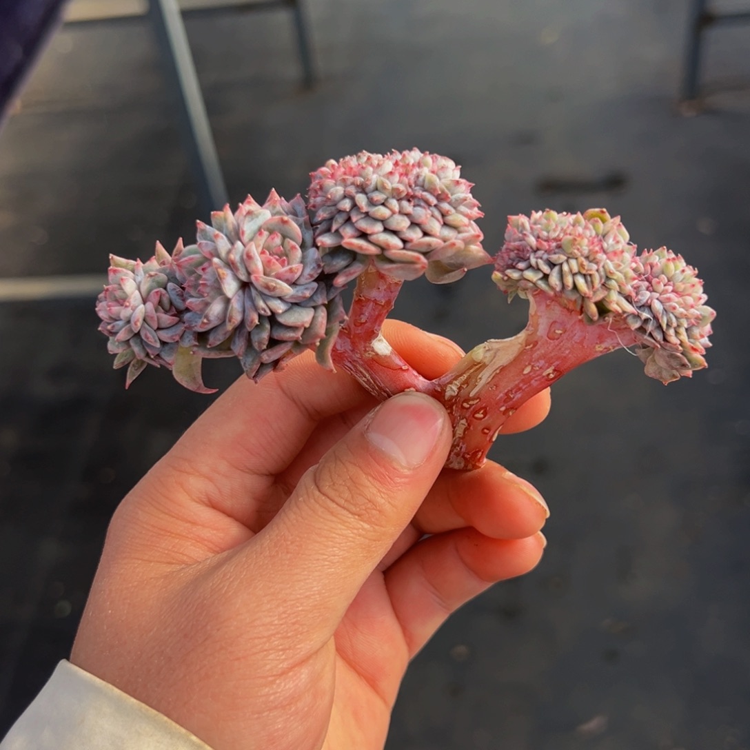 树莓微瑕有横切 新年快乐