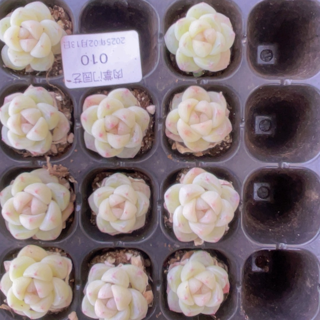 丹***财我们的生活方式是什么010