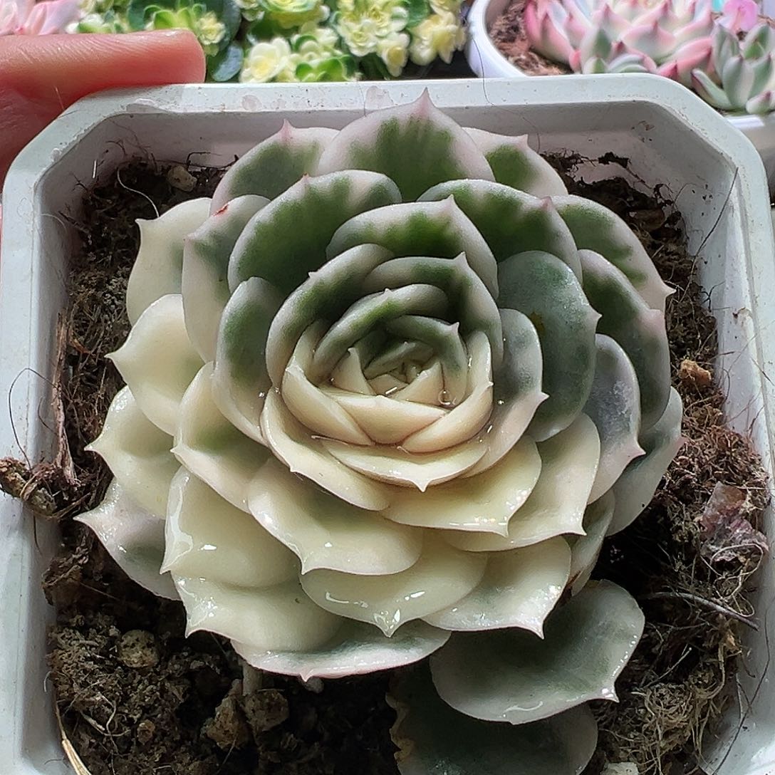 昂斯诺锦，多肉植物